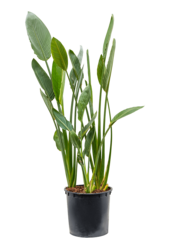 Strelitzia reginae  Oiseau du Paradis