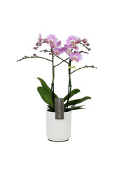 Orchidée Exclusivo Elegance Molise blanc