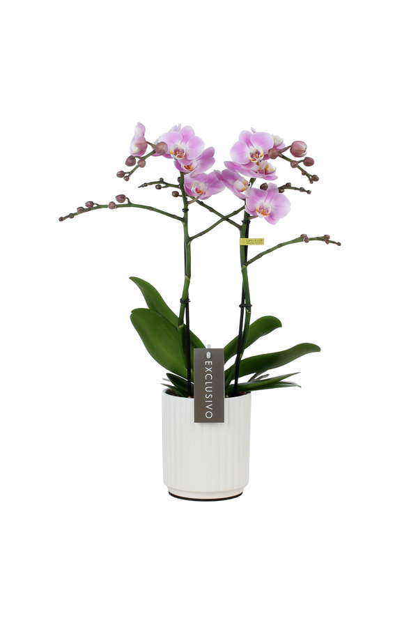 Orchidée Exclusivo Elegance Molise blanc