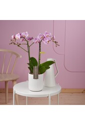 Orchidée Exclusivo Elegance Molise blanc