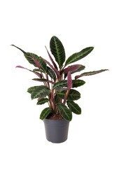 Calathea Warscewiczii