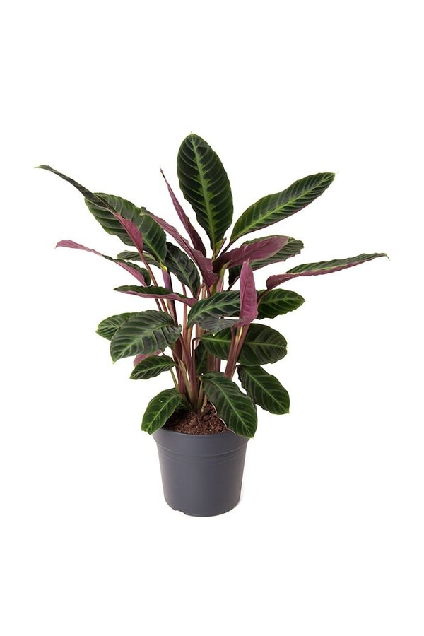 Calathea Warscewiczii