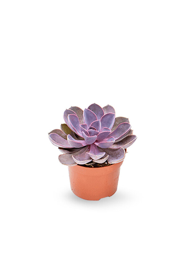 Echeveria Purple Pearl