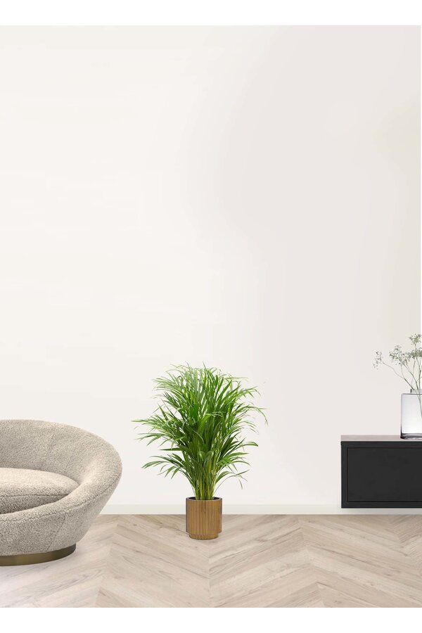 Palme d'or dans un cylindre d'or