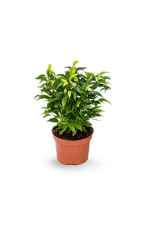 Ficus benjamina Natasja