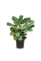 Ctenanthe burle-marxii Amabilis