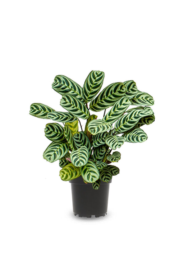 Ctenanthe burle-marxii Amabilis