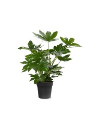 Fatsia japonica