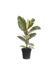 Ficus Tineke