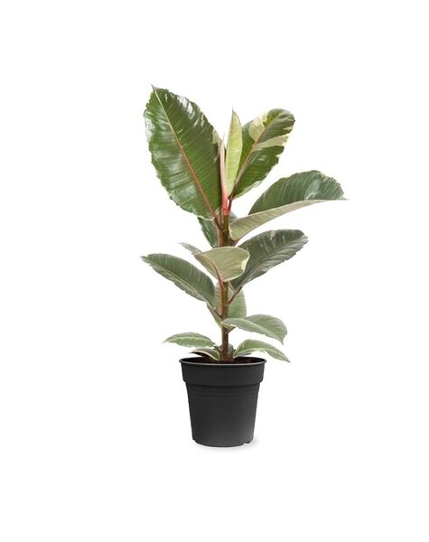 Ficus