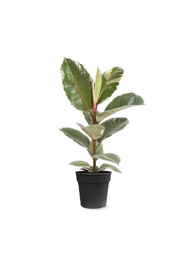 Ficus Tineke