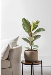 Ficus Tineke