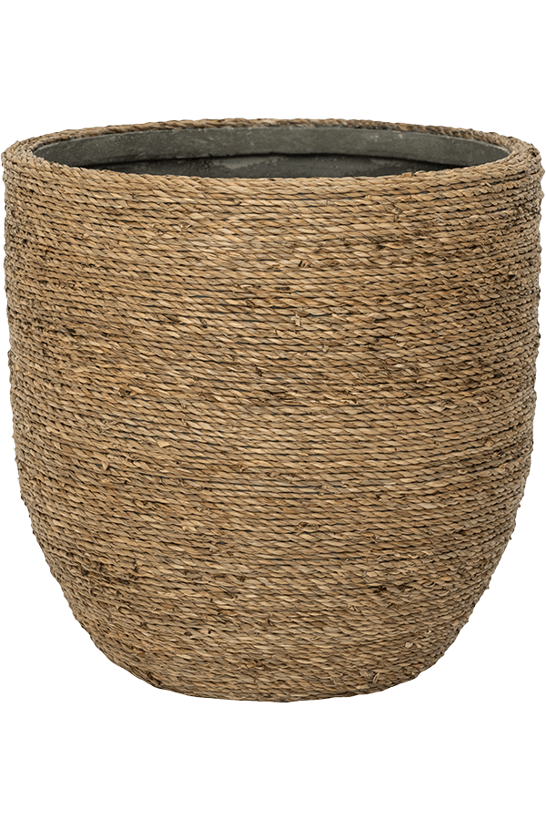 Ancona Grass M