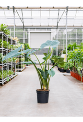 Alocasia Zebrina XL