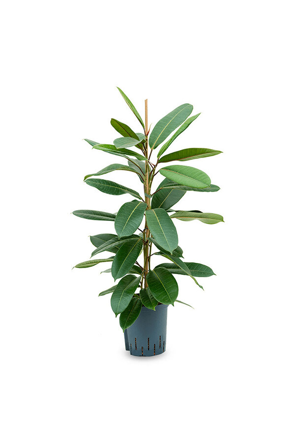 Ficus Americana Tresor