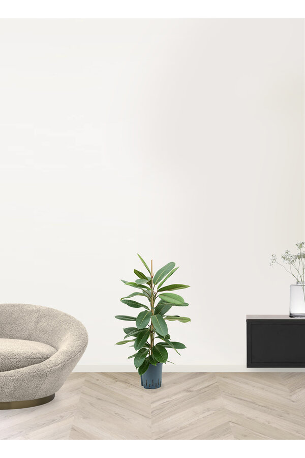 Ficus Americana Tresor