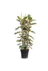 Ficus Elastica Tineke