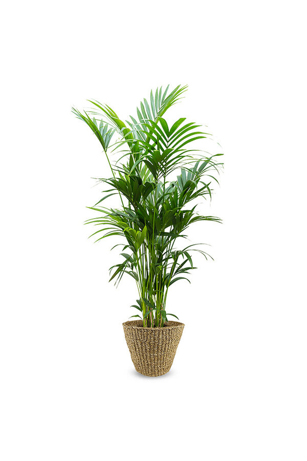 Kentia palm XXL en pot Jip