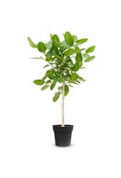 Ficus benghalensis Audrey