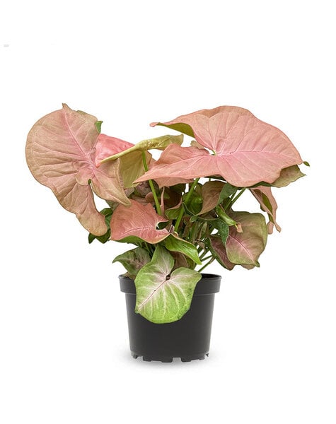 Syngonium