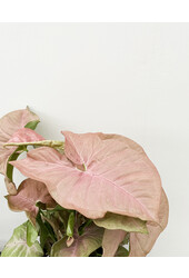 Syngonium neon robusta