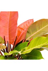 Philodendron 'Prince of Orange
