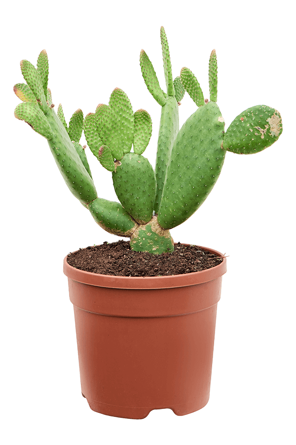 Opuntia inamoena