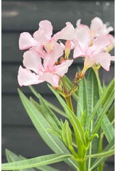 Laurier-rose Nerium sur tige S