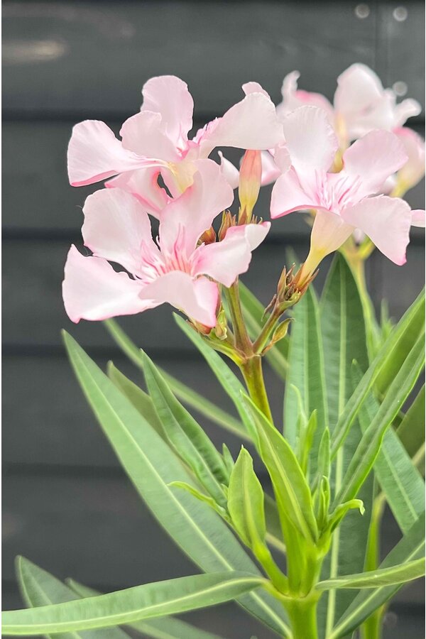 Laurier-rose Nerium sur tige S