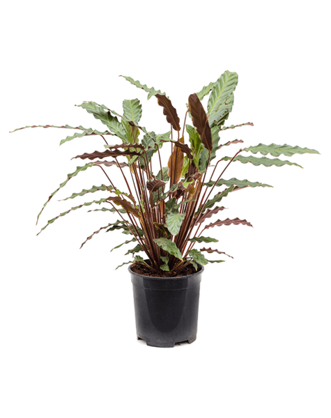Calathea