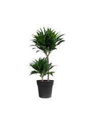 Dracaena Fragans Compacta