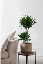 Dracaena Fragans Compacta