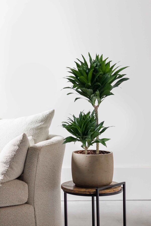 Dracaena Fragans Compacta