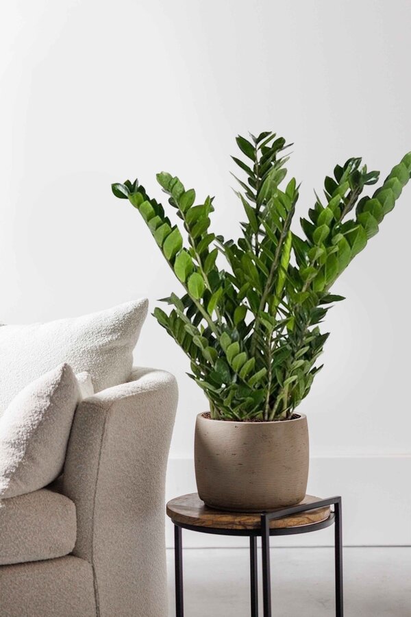 Zamioculcas Zamiifolia