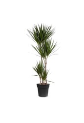Dracaena marginata