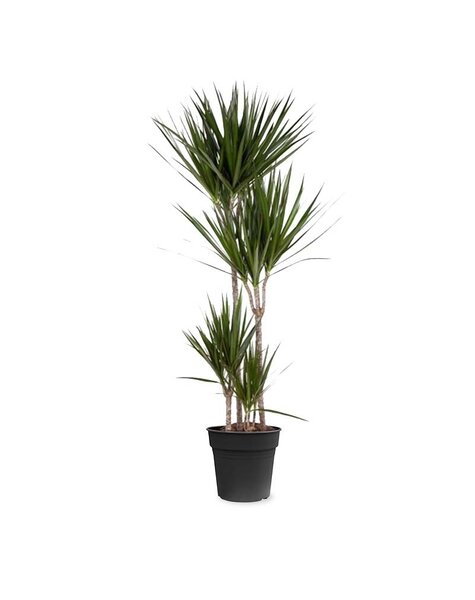 Dracaena