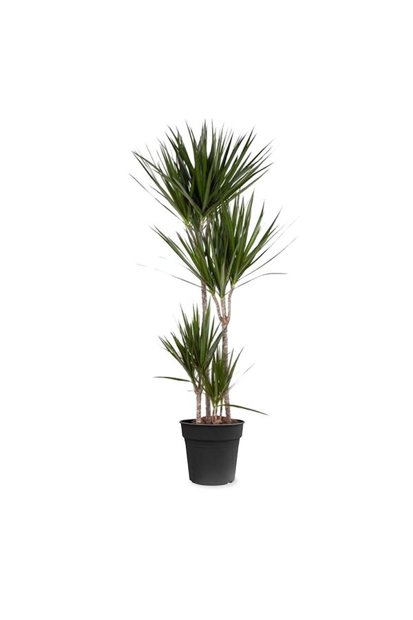Dracaena marginata