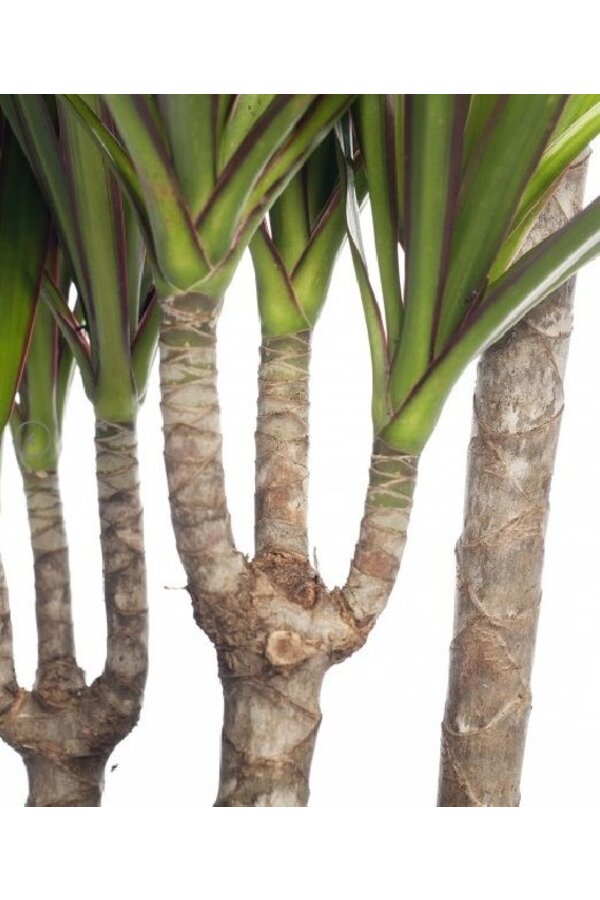 Dracaena marginata