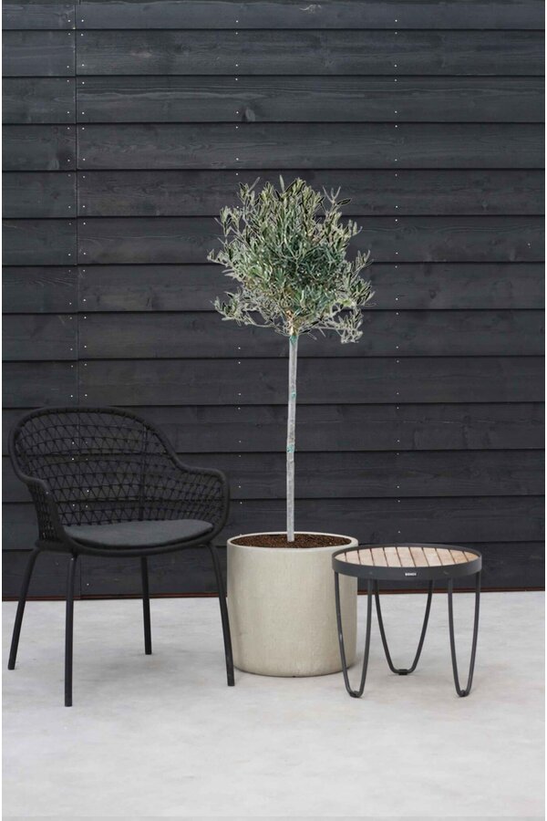 Olivier sur le tronc