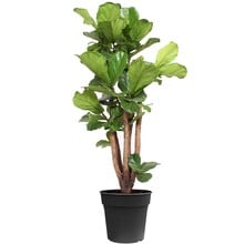Ficus Lyrata