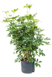 Plante hydroélectrique Schefflera Arboricola Compacta