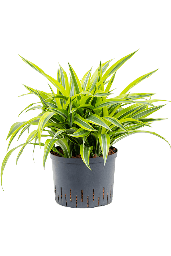 Plante hydroponique Dracaena Fragrans Lemon Lime