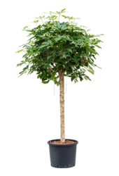 Plante hydroélectrique Schefflera Arboricola Compacta
