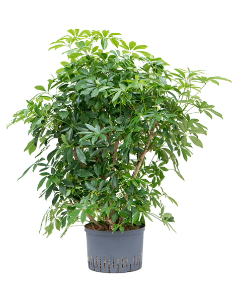 Centrale hydroélectrique Schefflera