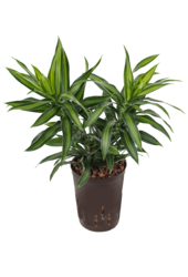 Hydroplant Pleomele (Dracaena) Reflexa Song Of Jamaica