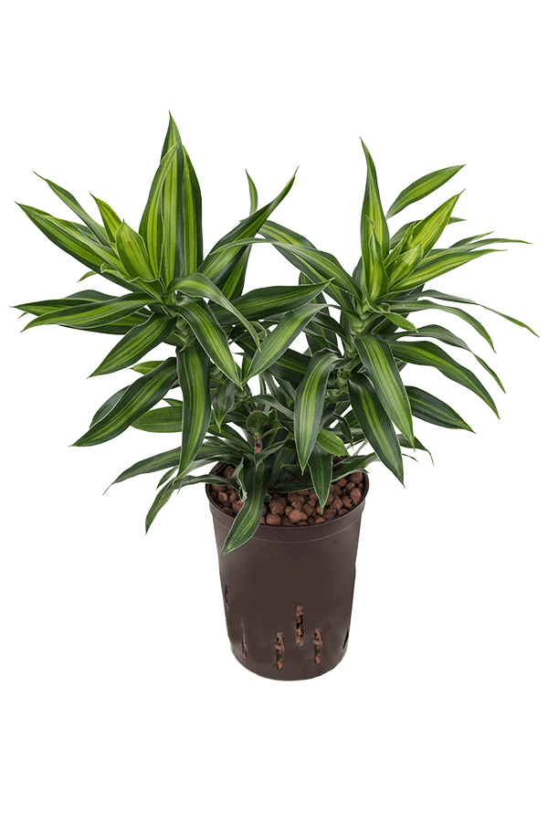 Hydroplant Pleomele (Dracaena) Reflexa Song Of Jamaica