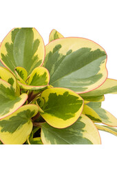 Peperomia obtusifolia 'Obtipan Bicolor'