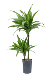 Dracaena fragrans 'Janet Craig'