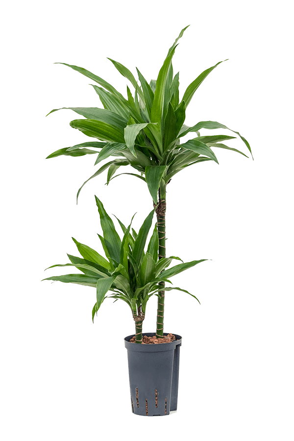 Dracaena fragrans 'Janet Craig'