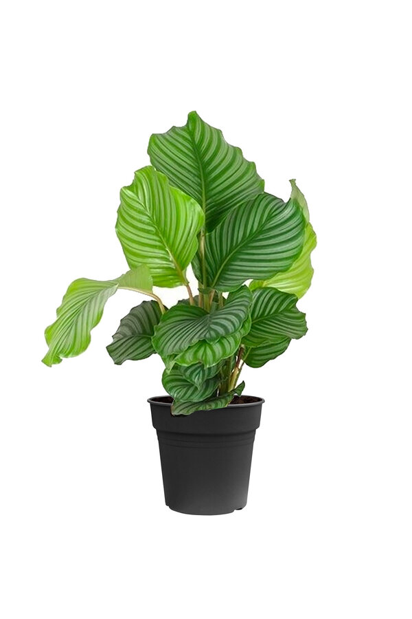 Calathea orbifolia